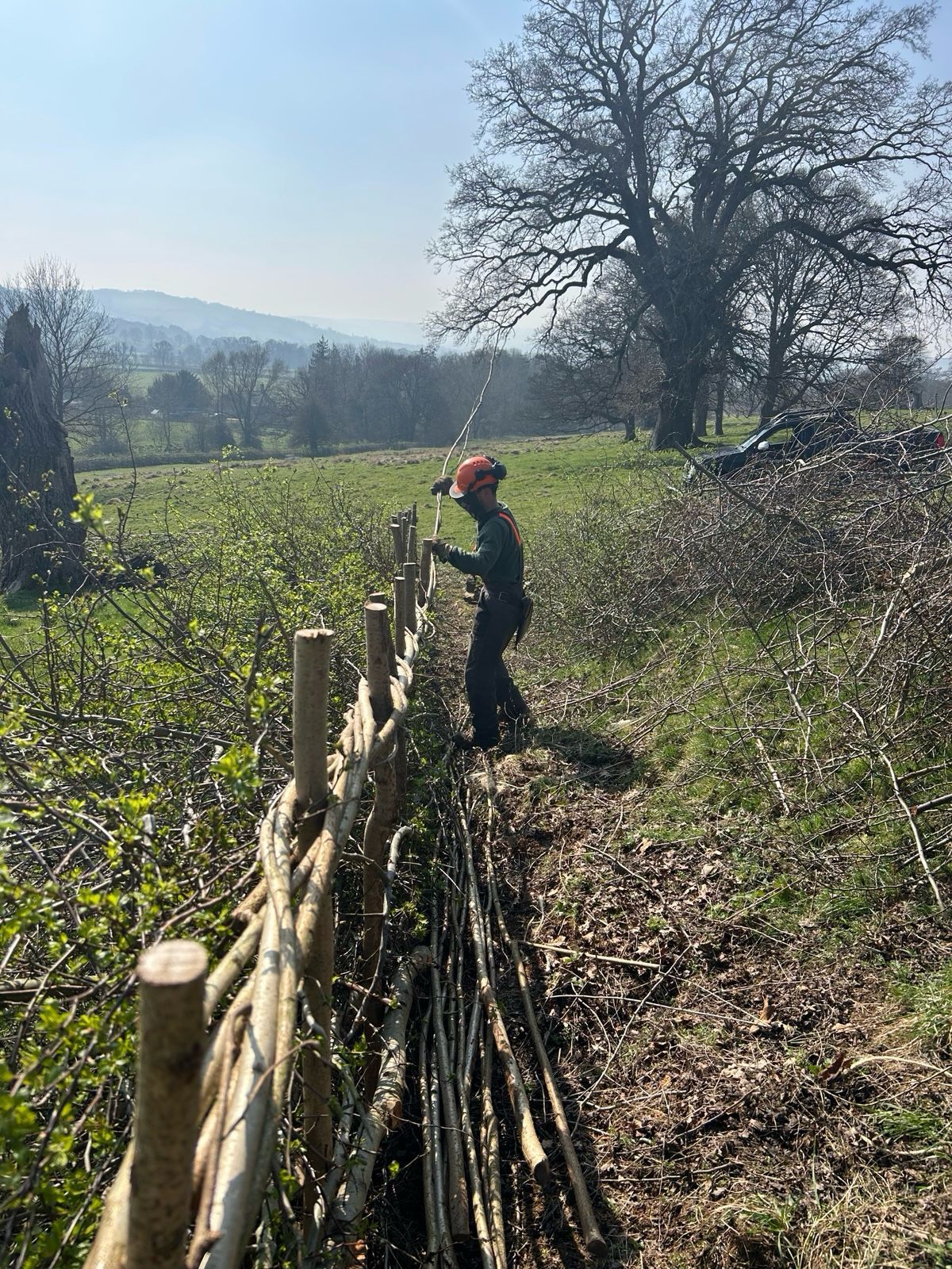 Introduction to Hedgelaying