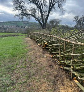 Hedgelaying Development Days