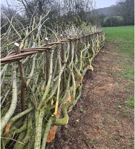 Hedgelaying 1-2-1 Days